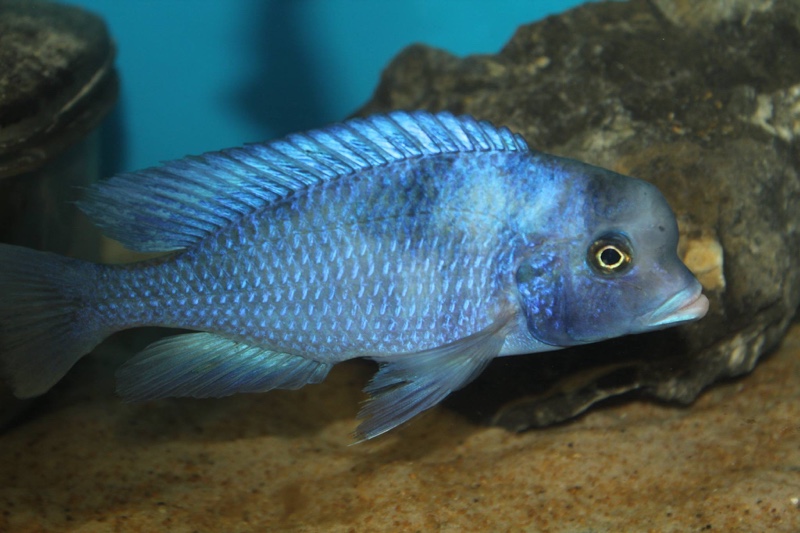 Cyrtocara moorii 'Likoma Island'